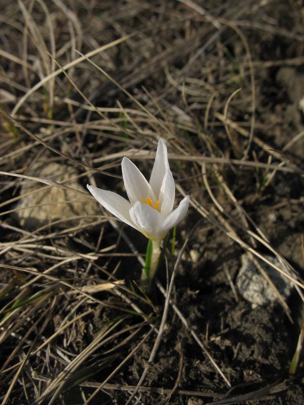 Изображение особи Crocus reticulatus.