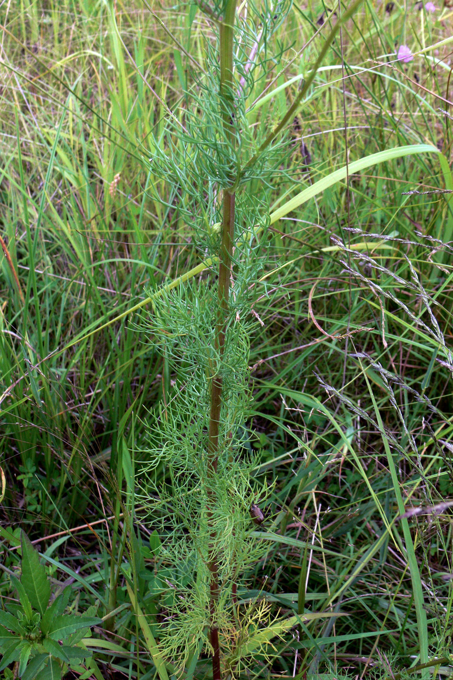 Image of Tripleurospermum inodorum specimen.