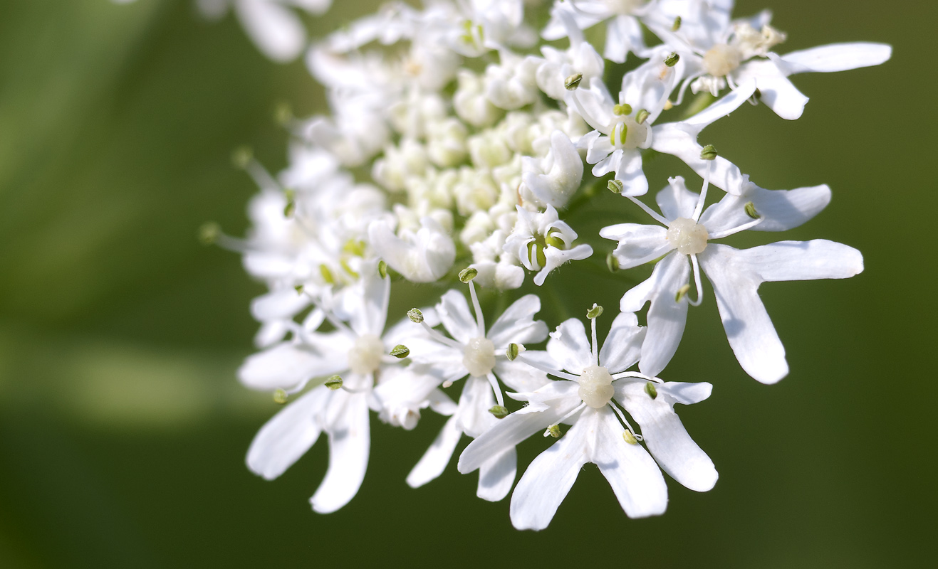 Изображение особи Heracleum dissectum.