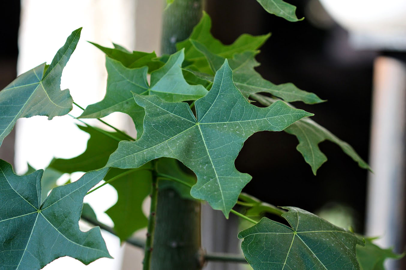 Изображение особи Brachychiton australis.