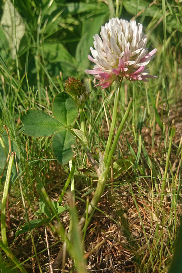 Image of Trifolium ambiguum specimen.