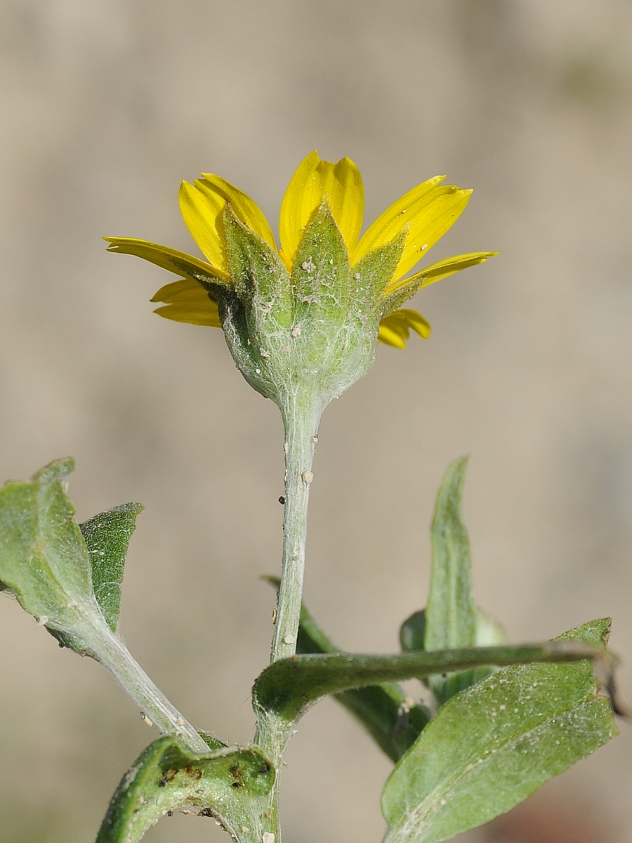 Image of Monolopia lanceolata specimen.