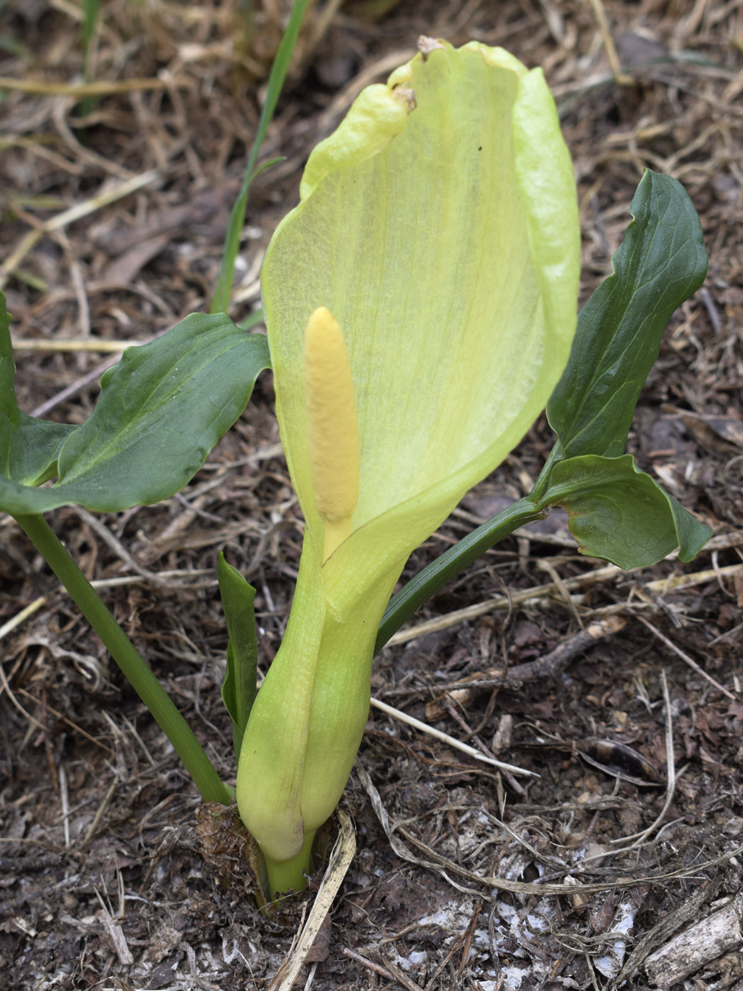 Изображение особи Arum italicum.