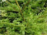 Picea abies