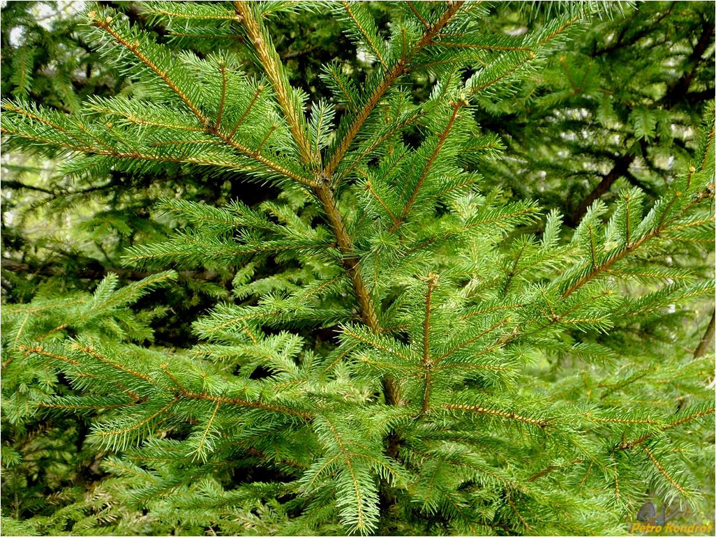 Изображение особи Picea abies.