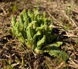 Primula macrocalyx