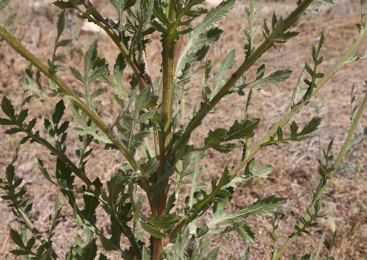 Image of Volutaria tubuliflora specimen.