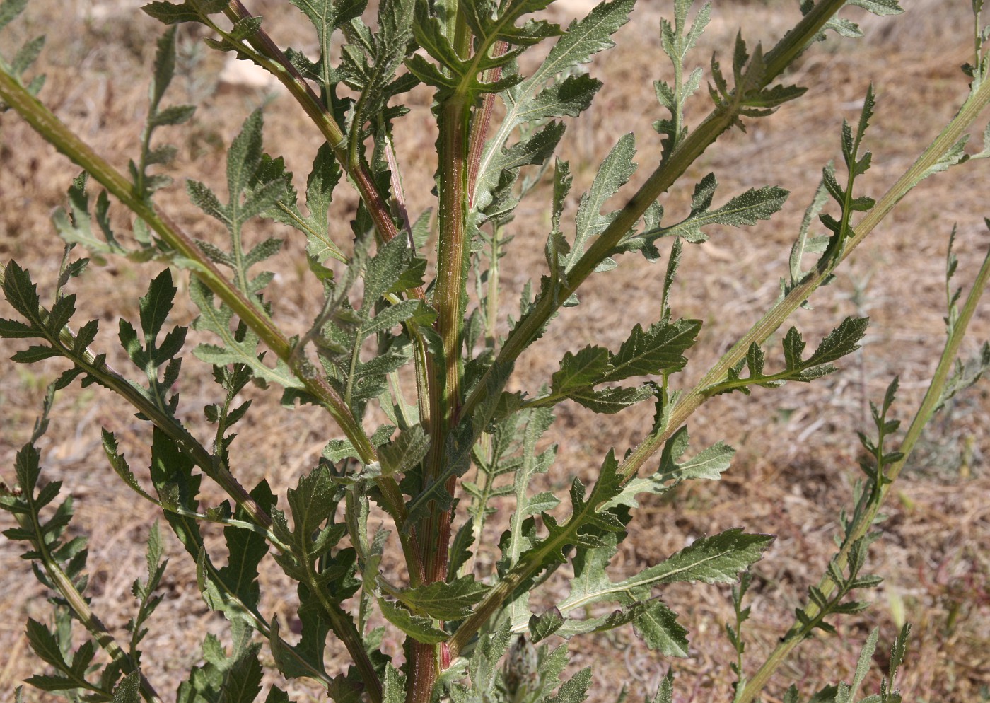 Изображение особи Volutaria tubuliflora.