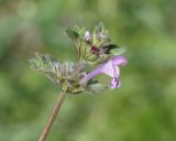 Lamium amplexicaule. Верхушка зацветающего растения. Армения, Котайская обл., храм Гарни. 27.04.2017.