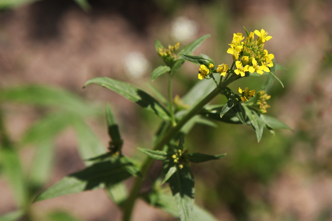 Image of Erysimum cheiranthoides specimen.
