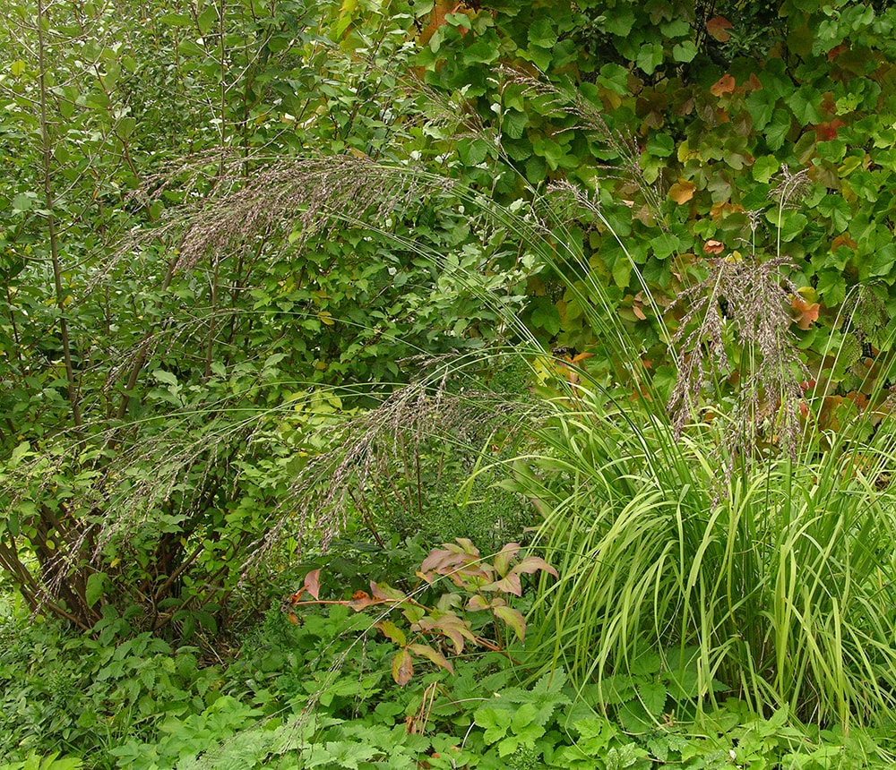 Image of Molinia caerulea ssp. arundinacea specimen.