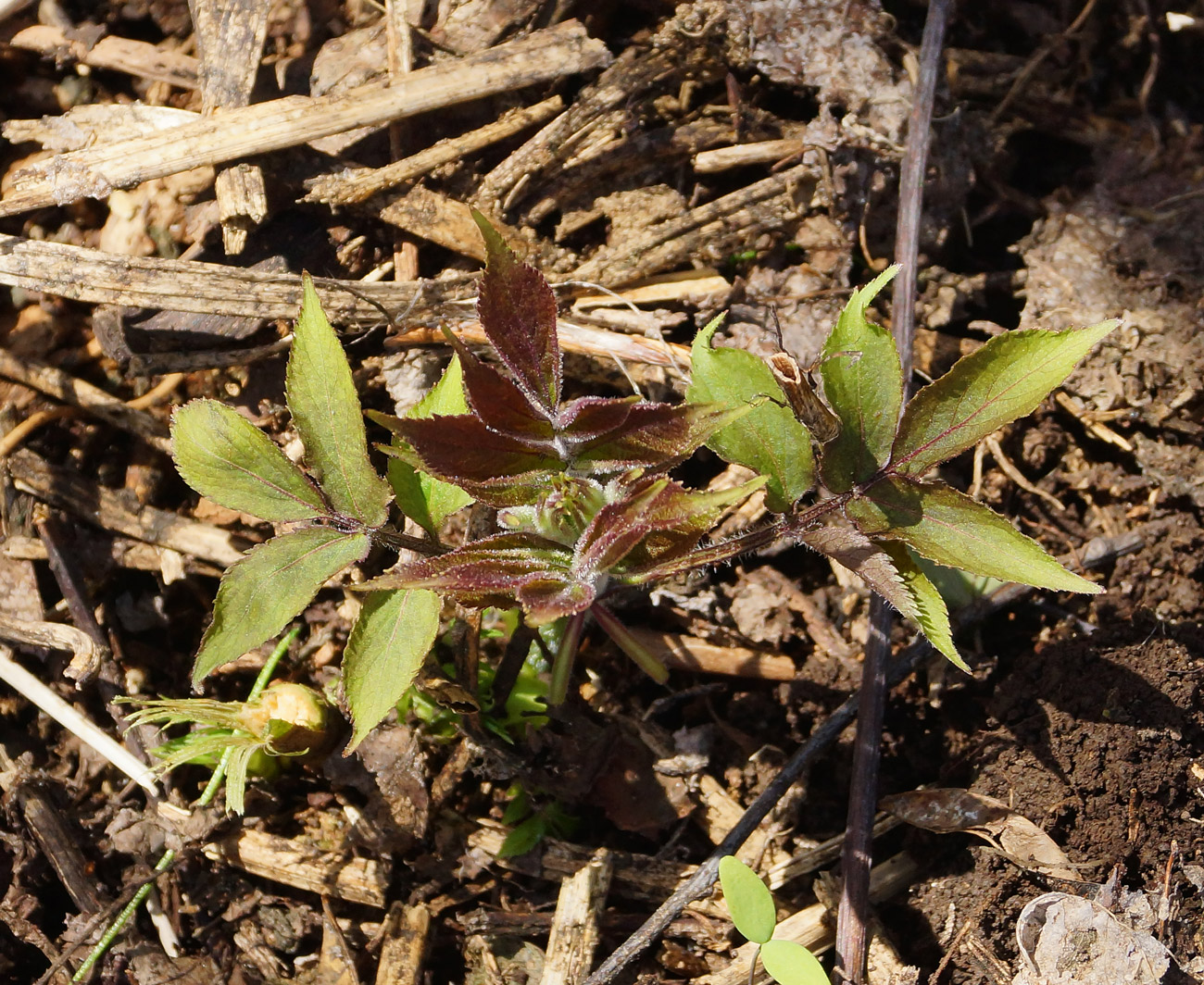 Image of Sambucus sibirica specimen.