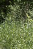 Bromopsis riparia. Группа плодоносящих растений. Саратов, Лысая гора, склон холма, на опоке. 06.06.2017.