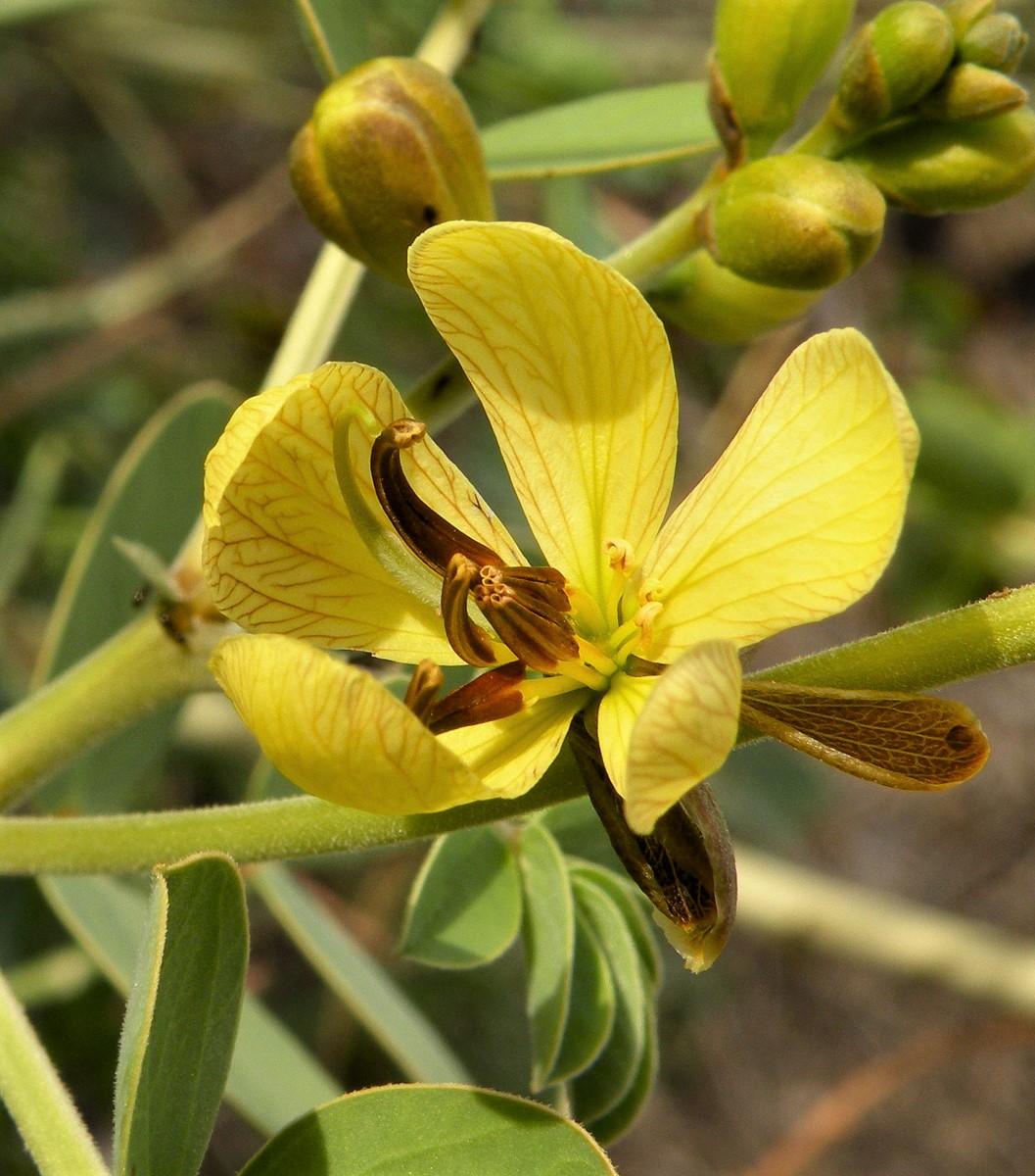 Image of Senna italica specimen.