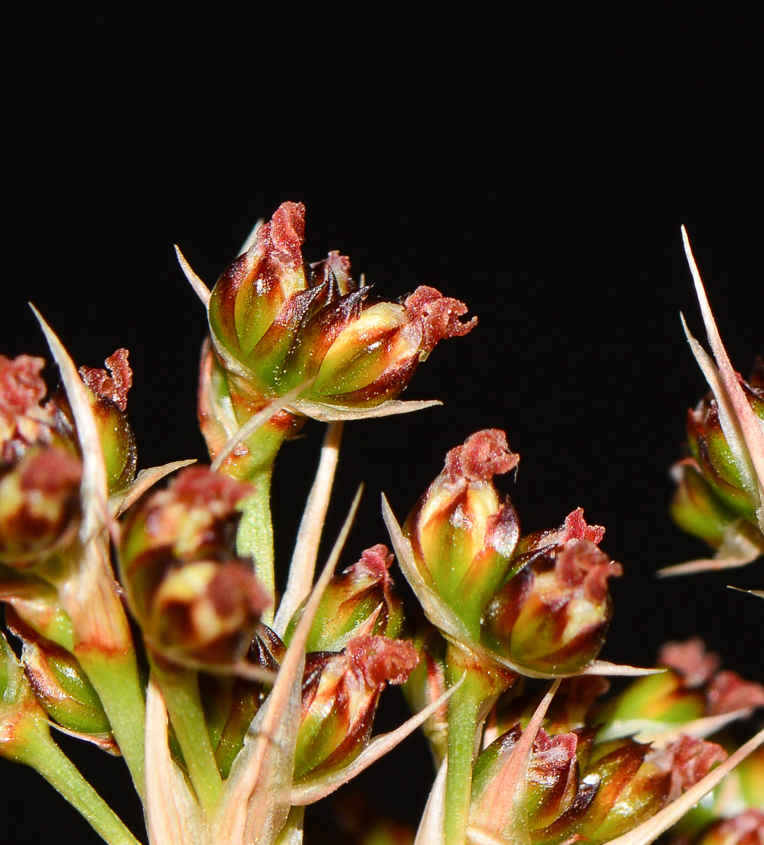 Изображение особи Juncus acutus.