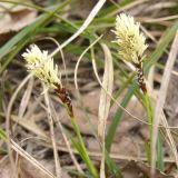 Carex ericetorum