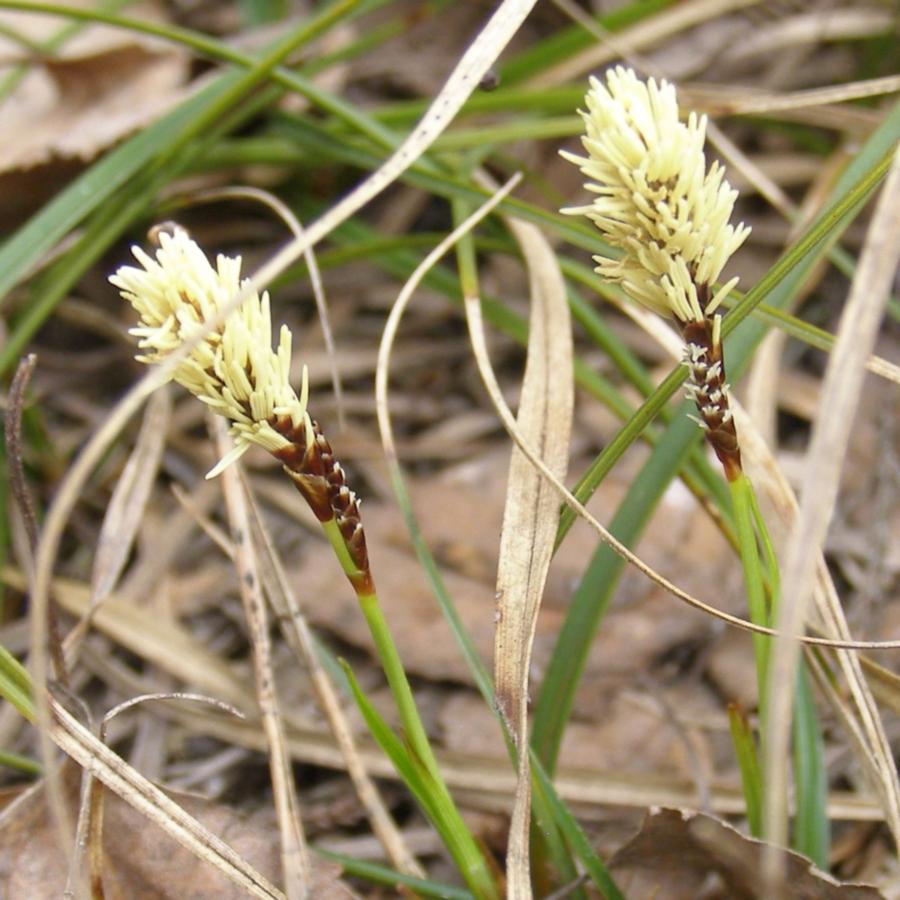 Image of Carex ericetorum specimen.