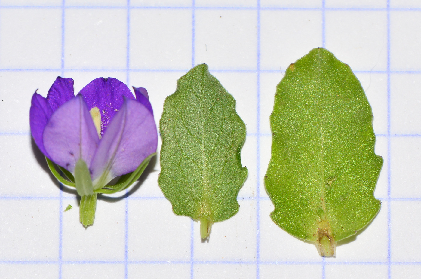 Image of Legousia speculum-veneris specimen.