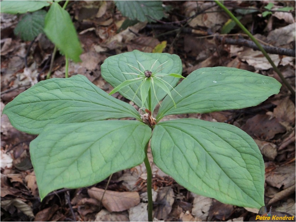 Image of Paris quadrifolia specimen.