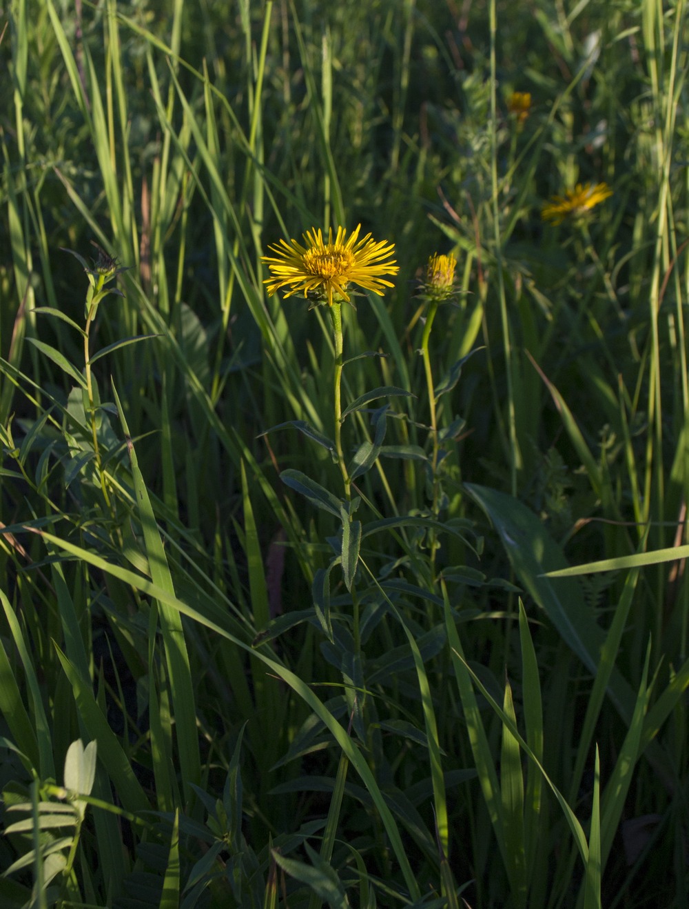 Image of Inula salicina specimen.