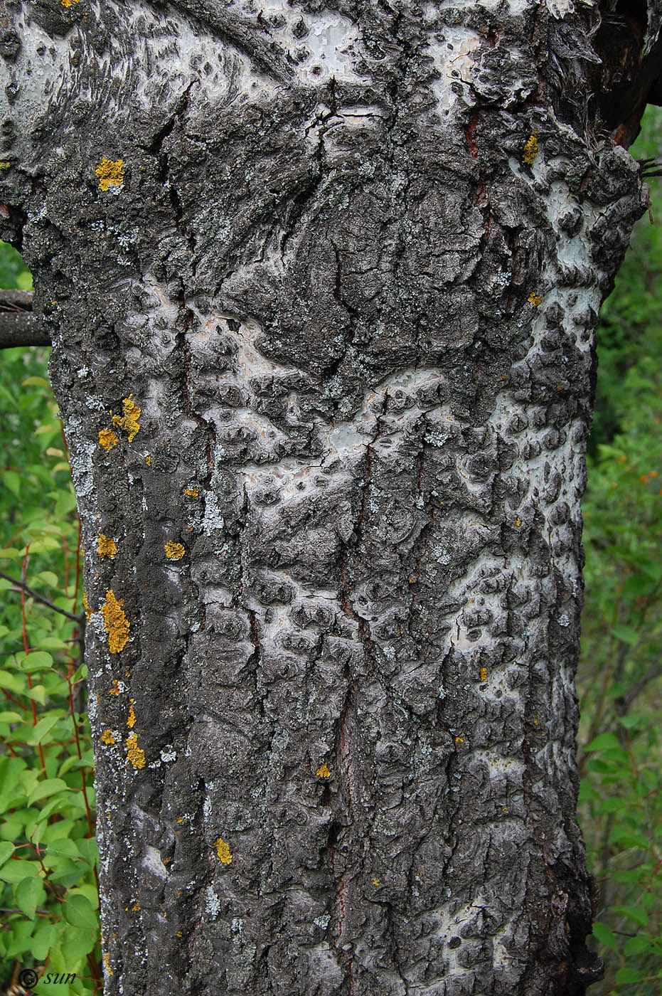 Image of Populus alba specimen.