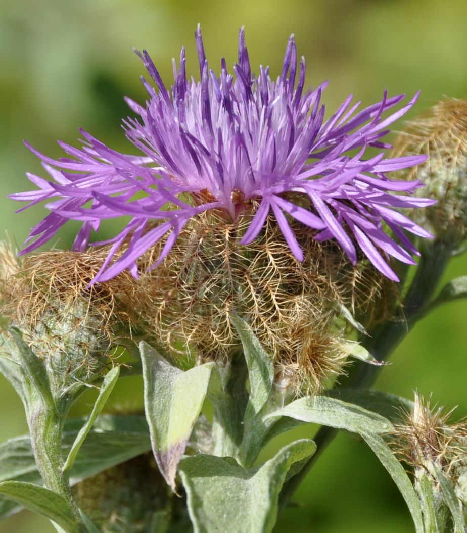 Изображение особи Centaurea stenolepis.