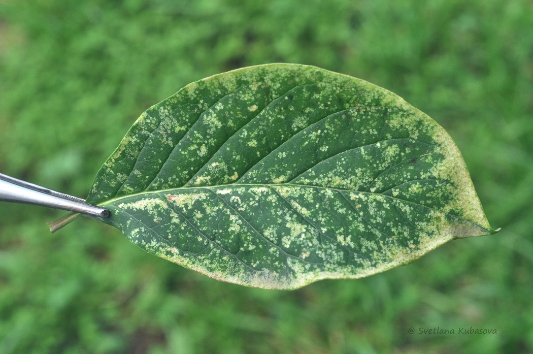Изображение особи Syringa × henryi.