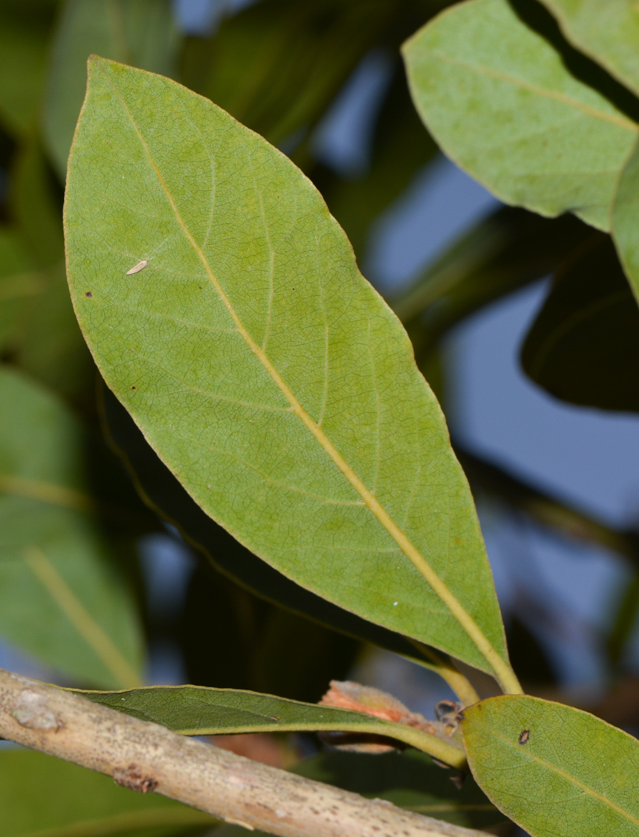 Изображение особи Laurus novocanariensis.