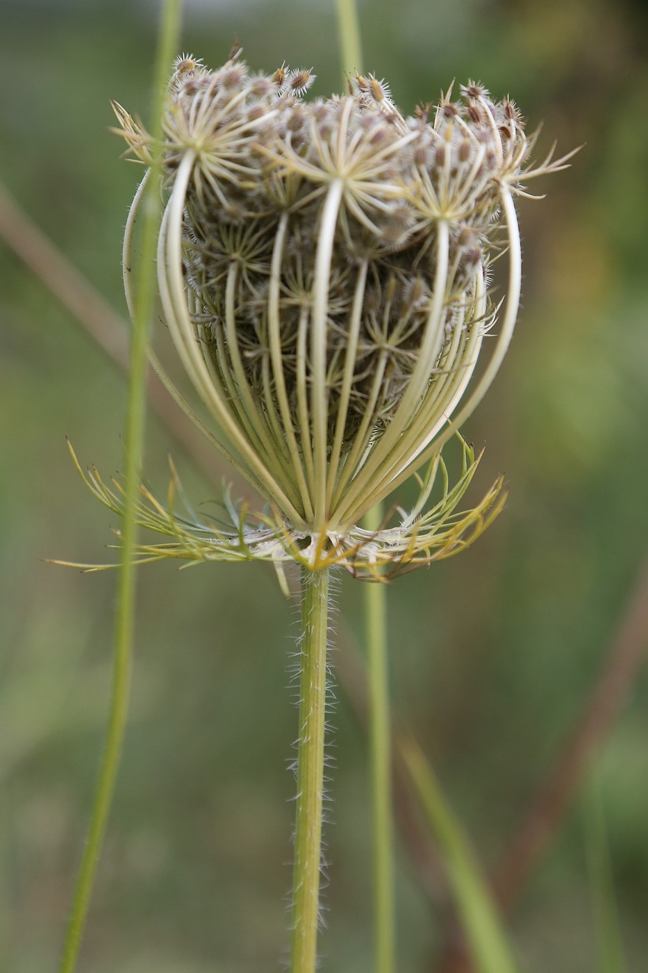 Image of Daucus carota specimen.