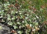 Potentilla divina