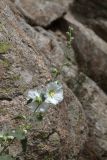 Alcea nudiflora