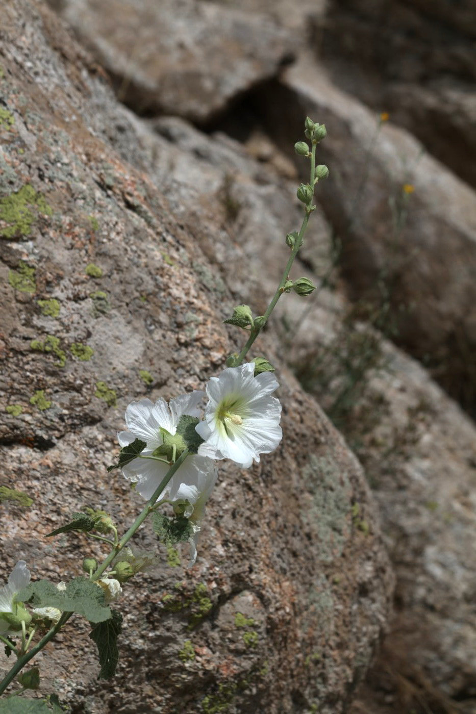 Изображение особи Alcea nudiflora.