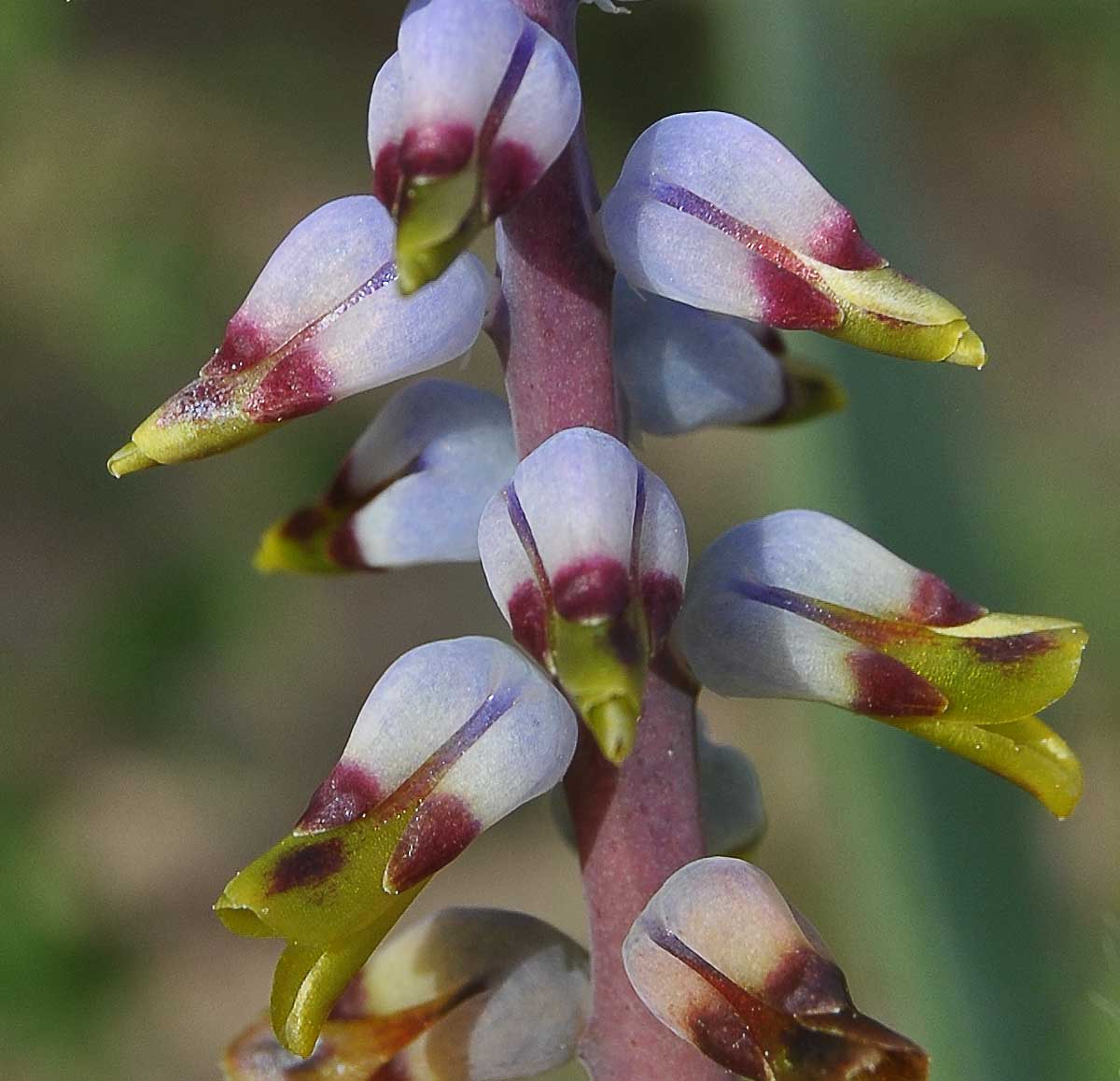 Image of Lachenalia mutabilis specimen.