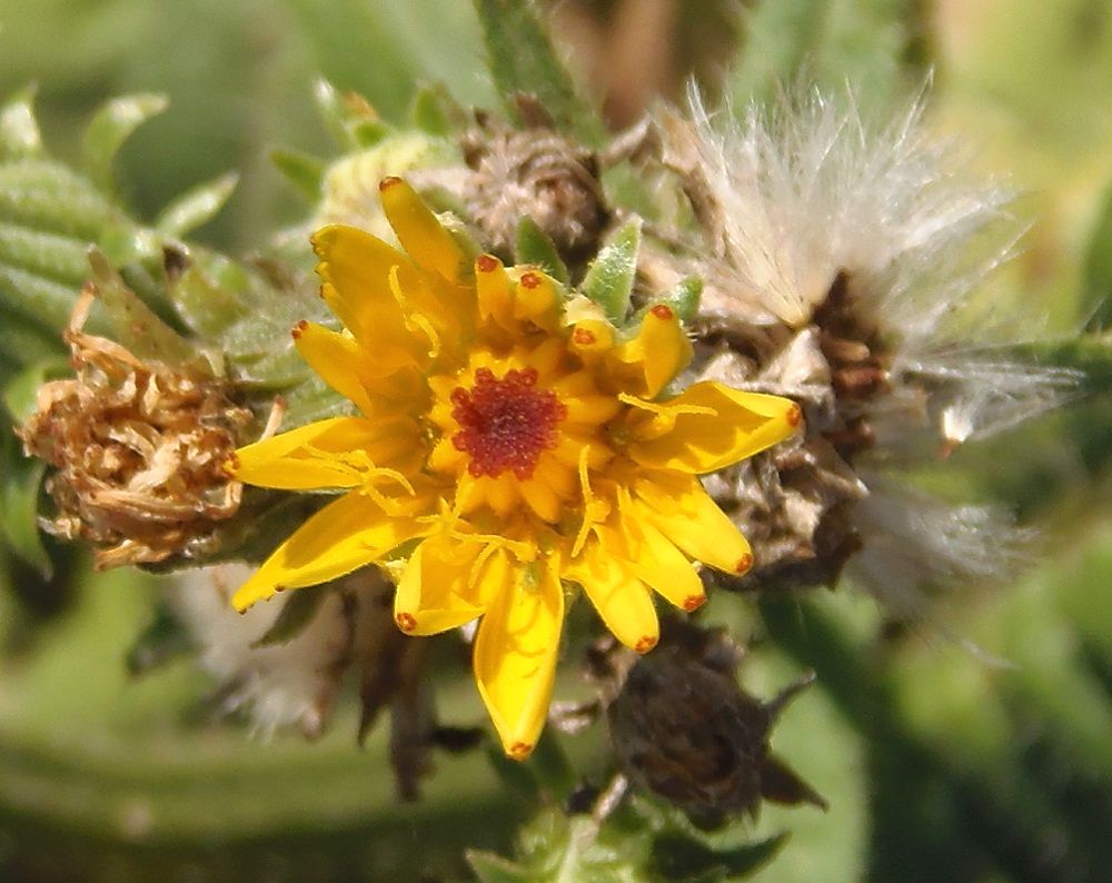 Image of Picris hieracioides specimen.