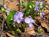 Viola mirabilis