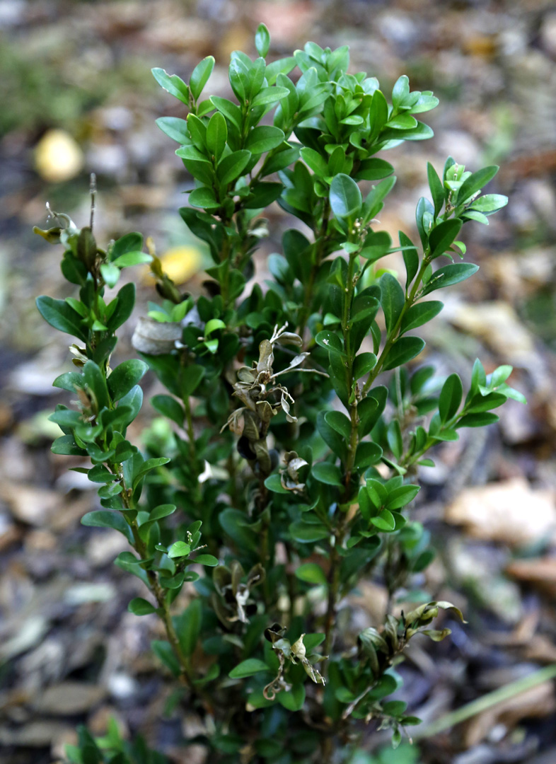 Image of Buxus colchica specimen.