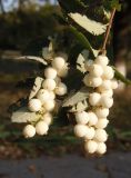 Symphoricarpos albus var. laevigatus