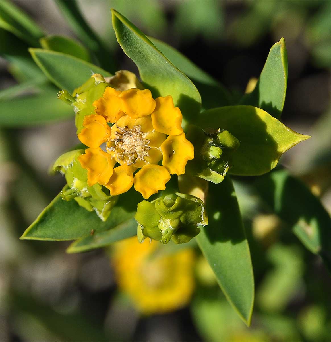 Изображение особи Euphorbia mauritanica.