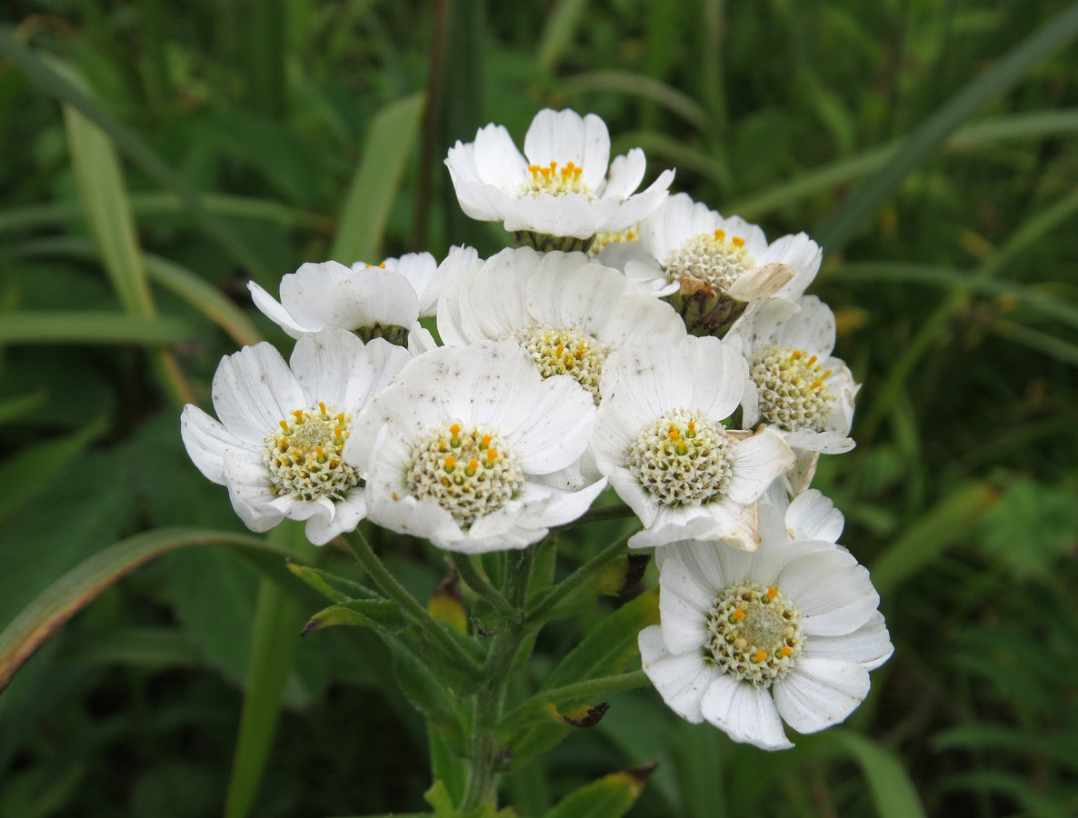 Image of Achillea ptarmica ssp. macrocephala specimen.