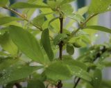 Lonicera edulis. Средняя часть веточки с незрелым соплодием. Пермский край, г. Пермь, Кировский р-н, садовый участок, в культуре. 12.06.2017.