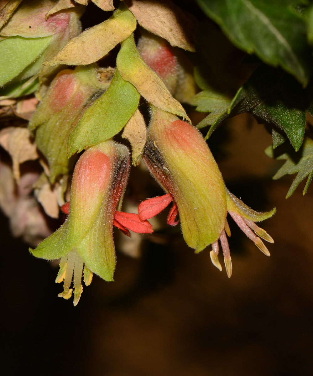 Image of Melianthus comosus specimen.