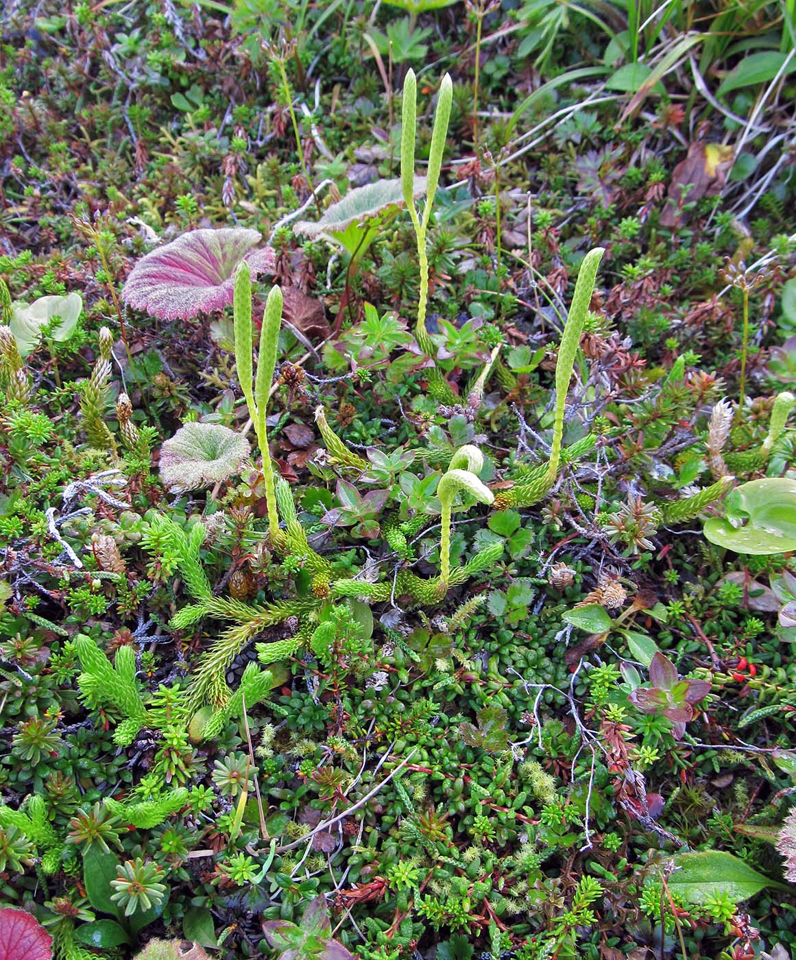 Изображение особи Lycopodium clavatum.