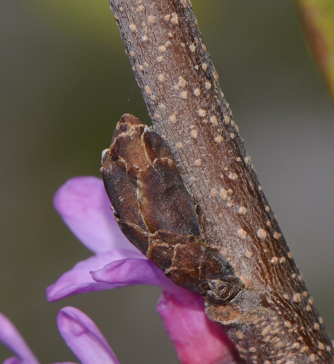 Изображение особи Cercis siliquastrum.