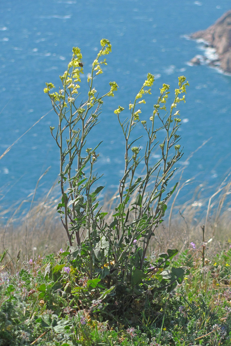 Image of Sisymbrium orientale specimen.