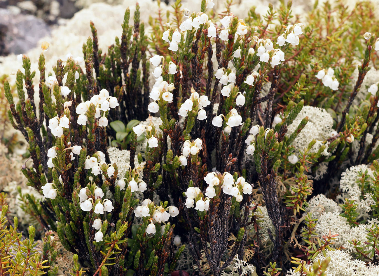 Изображение особи Cassiope ericoides.