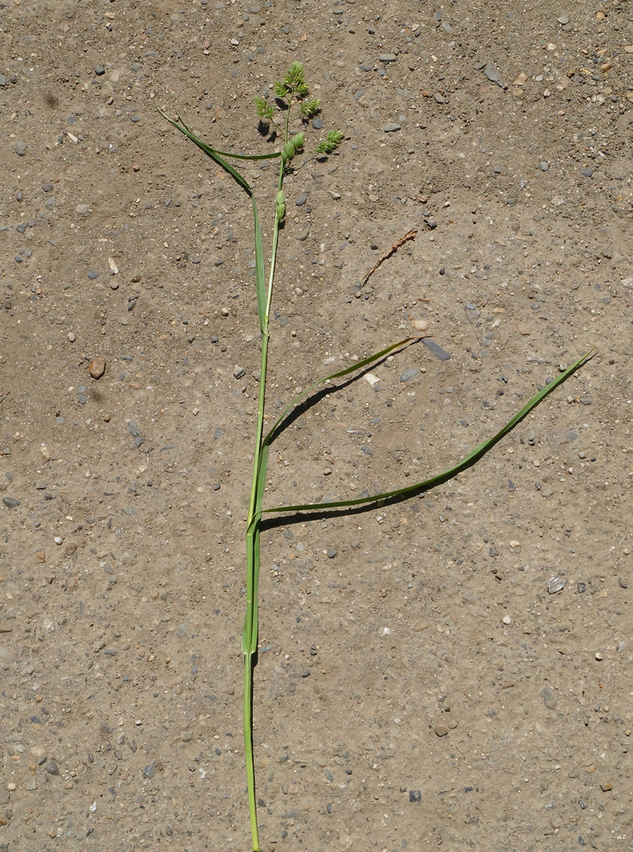 Изображение особи Dactylis glomerata.