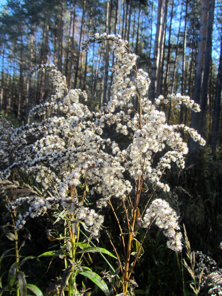 Image of Solidago canadensis specimen.