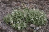 Lamium tomentosum. Цветущие растения. Кабардино-Балкария, южный склон горы Эльбрус, 3100 м н.у.м., каменистый склон. 30.07.2009.