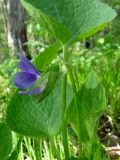 Viola × sukaczewii. Цветок и листья. Томск, опушка сосново-березового леса. 26.05.2015.