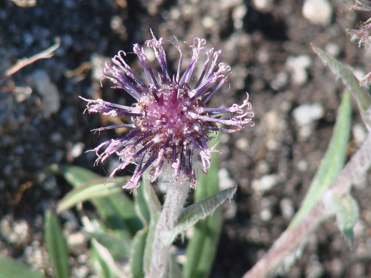 Изображение особи Saussurea schanginiana.